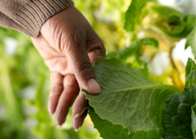 Close up of a hand touching a leaf.