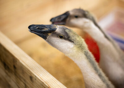 Close-up of two geese.