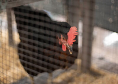 A chicken in a cage.