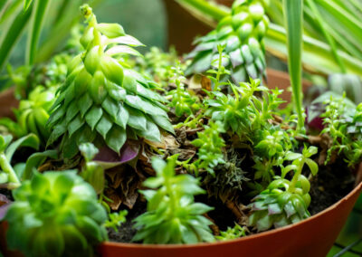 Close-up of a plant.