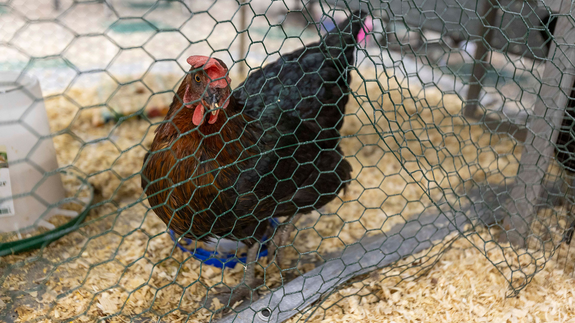 A chicken in a cage.