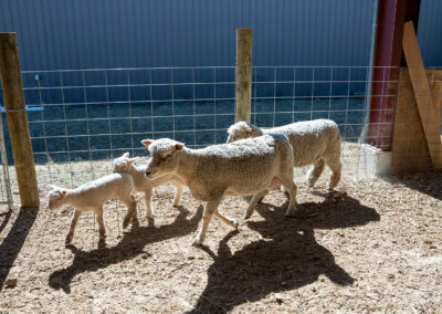 Sheep in a corral on a sunny day.