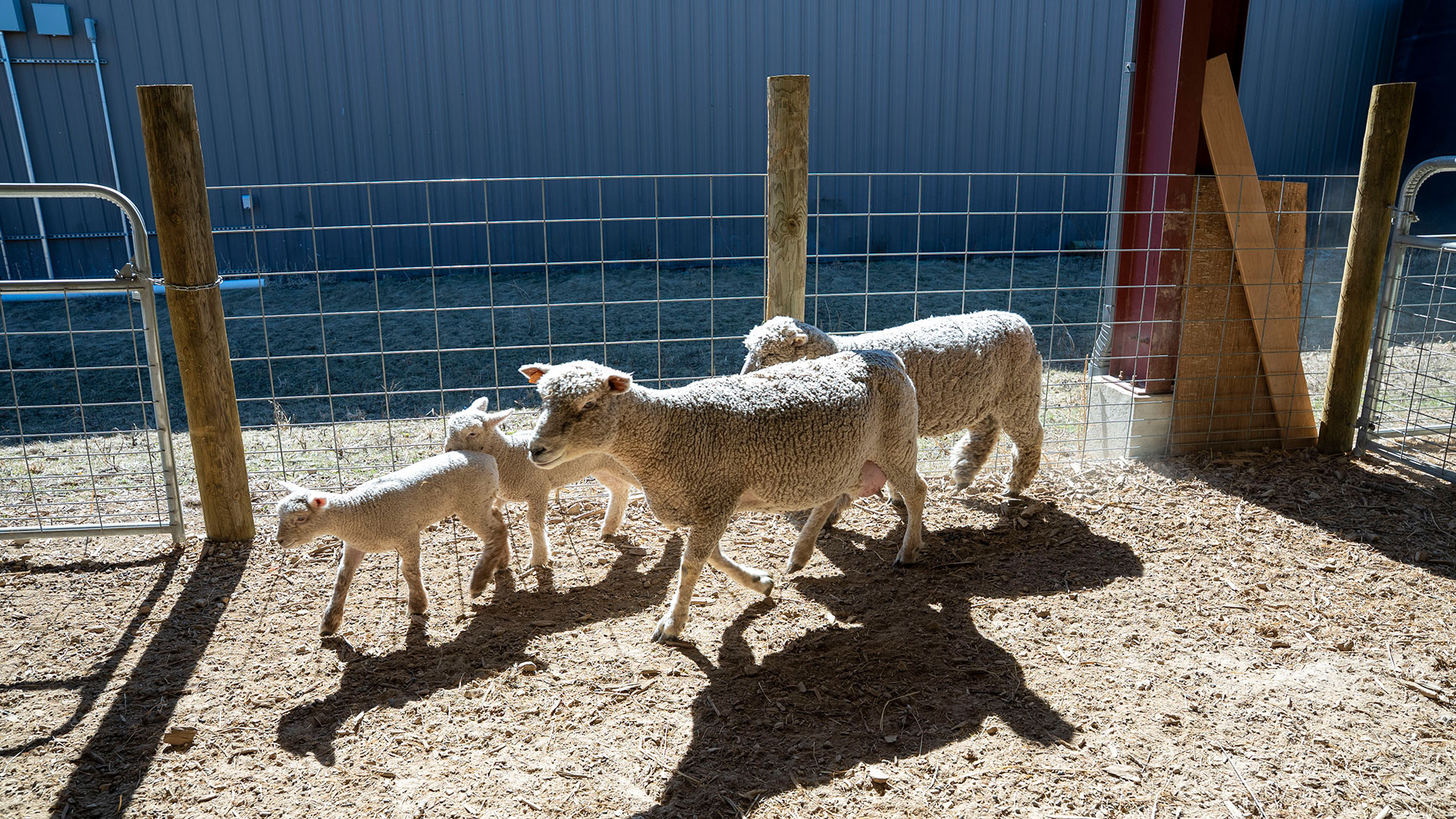 Sheep in a corral on a sunny day.