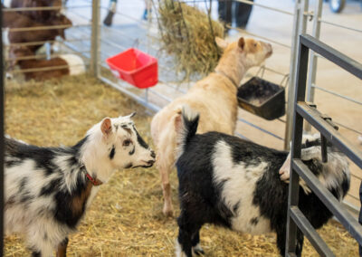 Goats in a pen.