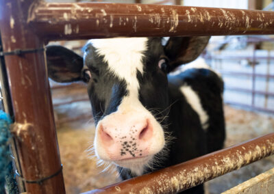 A black and white cow looks at the camera.