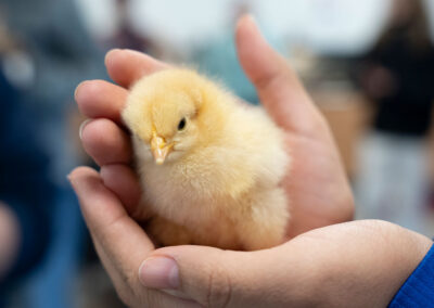 Close-up of a hands holding a baby chick.