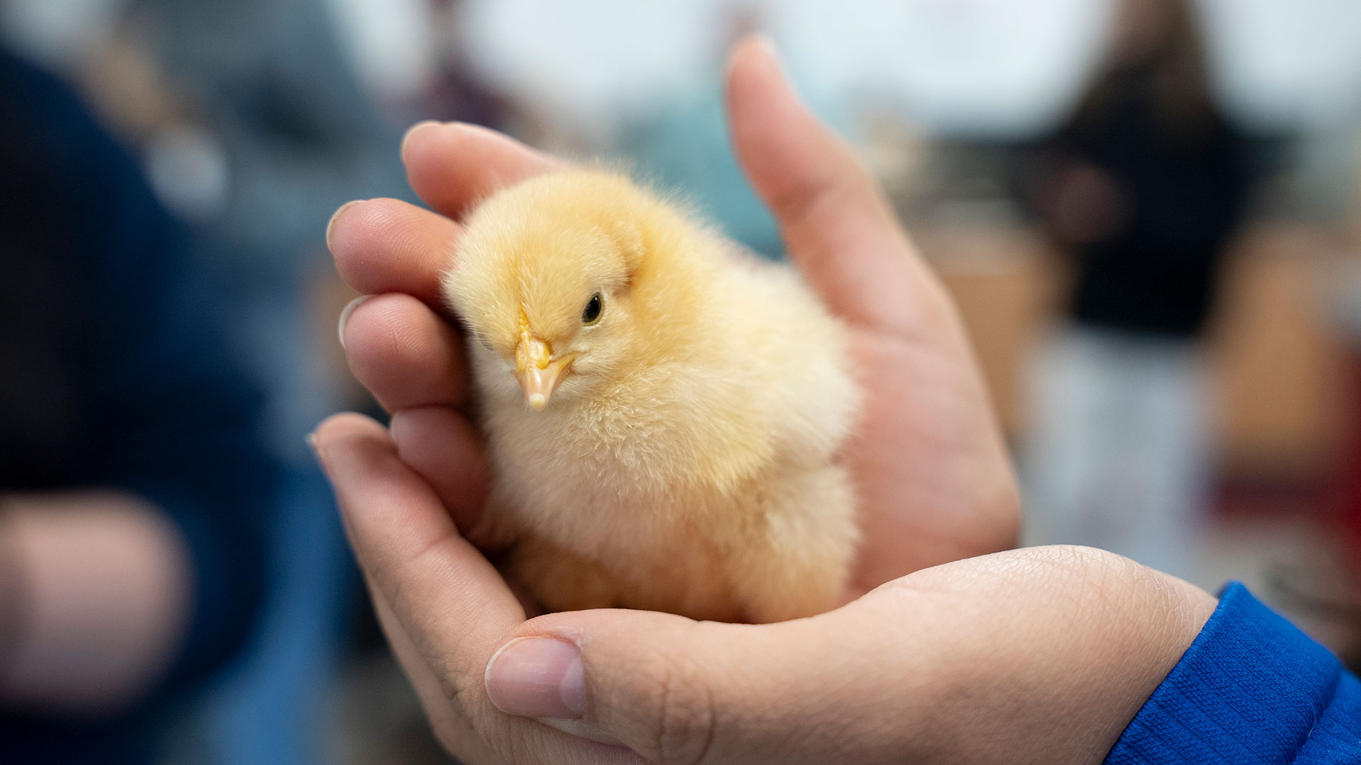 Close-up of a hands holding a baby chick.