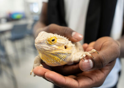 Close-up of hands holding a lizard.