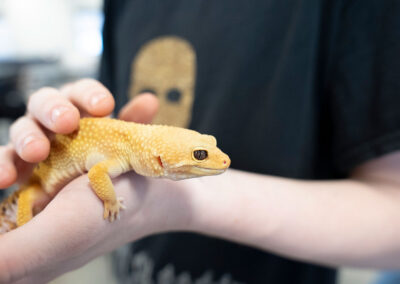 Close-up of hands holding a gecko.
