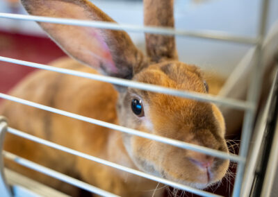 Close-up of a rabbit in a cage.