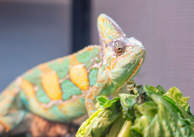 Close-up of a lizard.