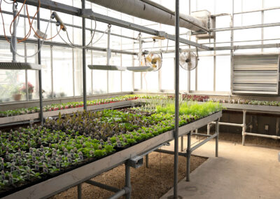 Inside of a greenhouse with young plants.