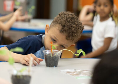 A young boy looking closely at a small plant.